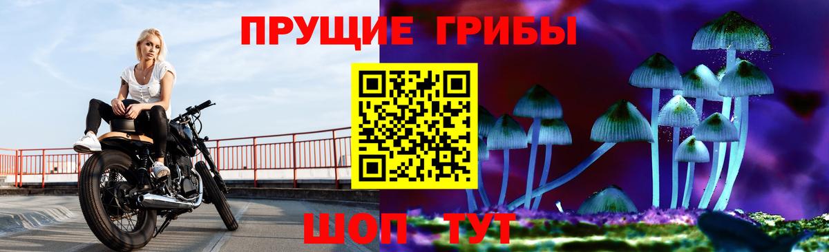 Галлюциногенные грибы Cubensis Свободный